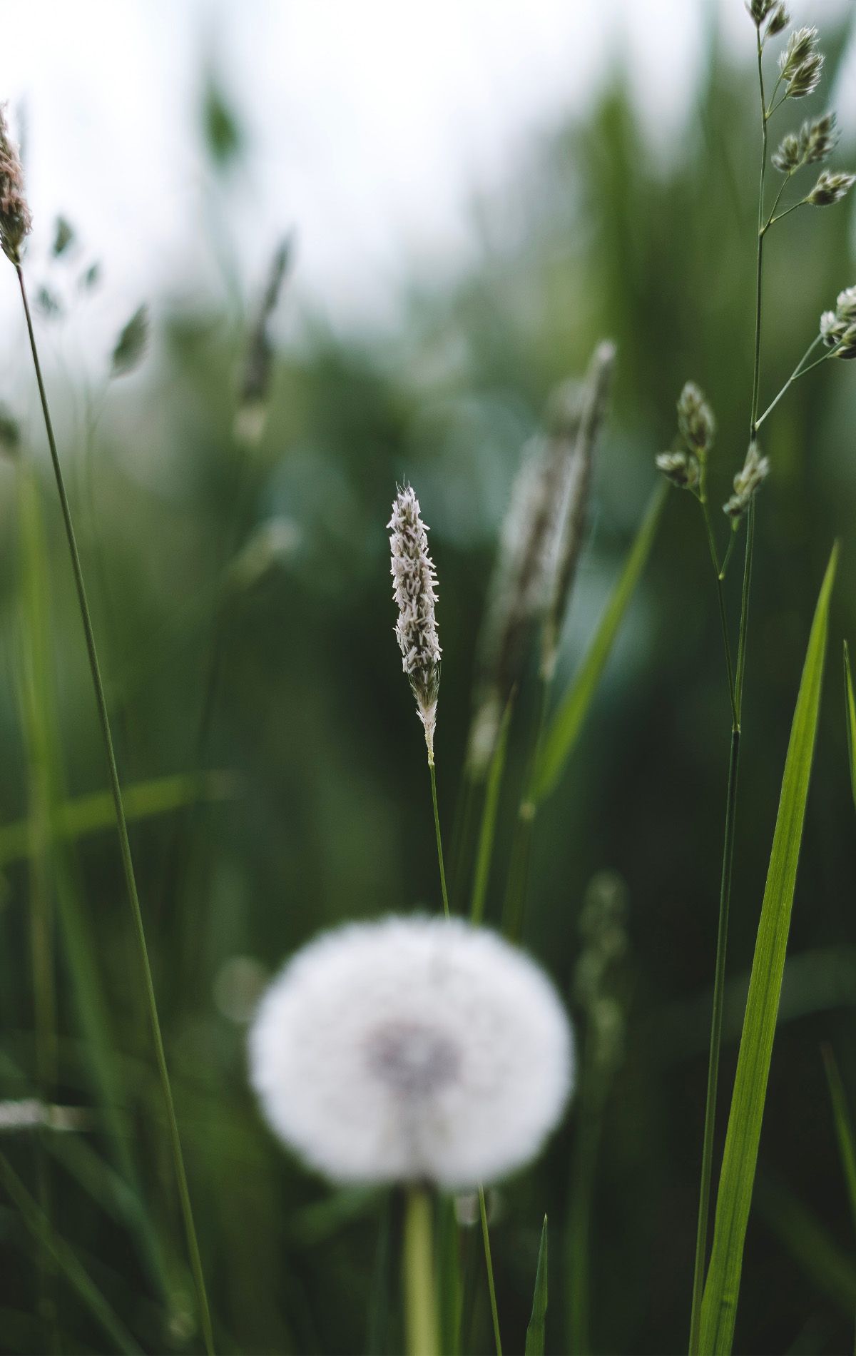 Borreliakollen maskros